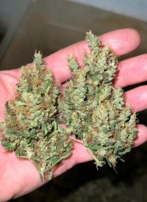 Strong lemon-flavored sativa strain