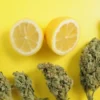 Buy Lemon Haze strain online in Netherlands