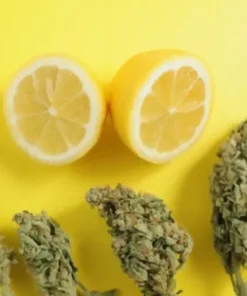 Buy Lemon Haze strain online in Netherlands