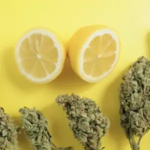 Buy Lemon Haze strain online in Netherlands