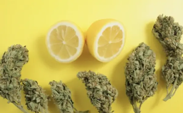 Buy Lemon Haze strain online in Netherlands
