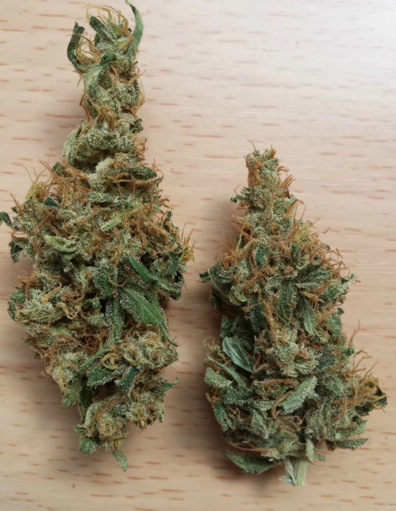 Best Strain for Energy and Focus: Why Lemon Haze Stands Out