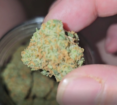 Lemon Haze strain for beginners