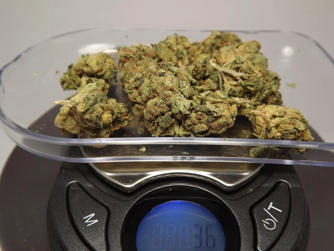 Is lemon haze indica or sativa?