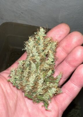 Strong lemon-flavored sativa strain